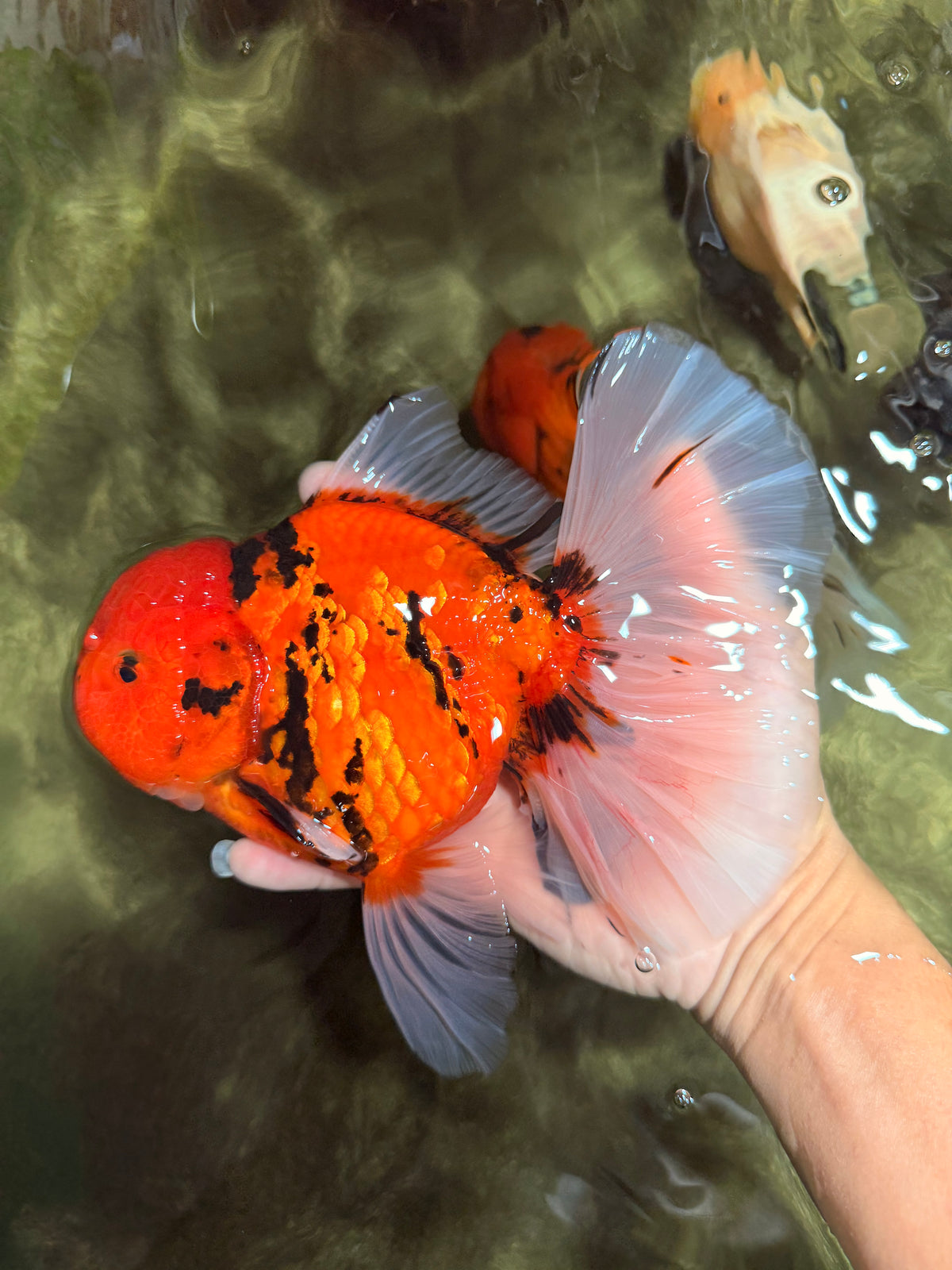 FLUFFY-TAIL AAA Grade Tiger Oranda Female 7-7.5  inches #100226OR_32