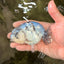 A Grade White Tiger LionQueen 4 inches #082126LC_31