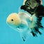 A Grade Panda Oranda Male 5 inches #110124OR_17