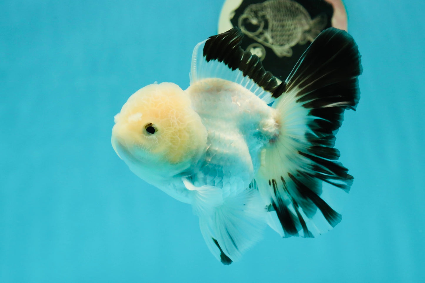 A Grade Panda Oranda Male 5 inches #110124OR_17