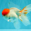 MARIO A Grade Tancho Red White Oranda Male 5-5.5 inches #031326OR_27