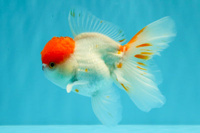 MARIO A Grade Tancho Red White Oranda Male 5-5.5 inches #031326OR_27