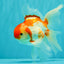 A Grade Kohaku Red White Oranda Male 6 inches #082826OR_15