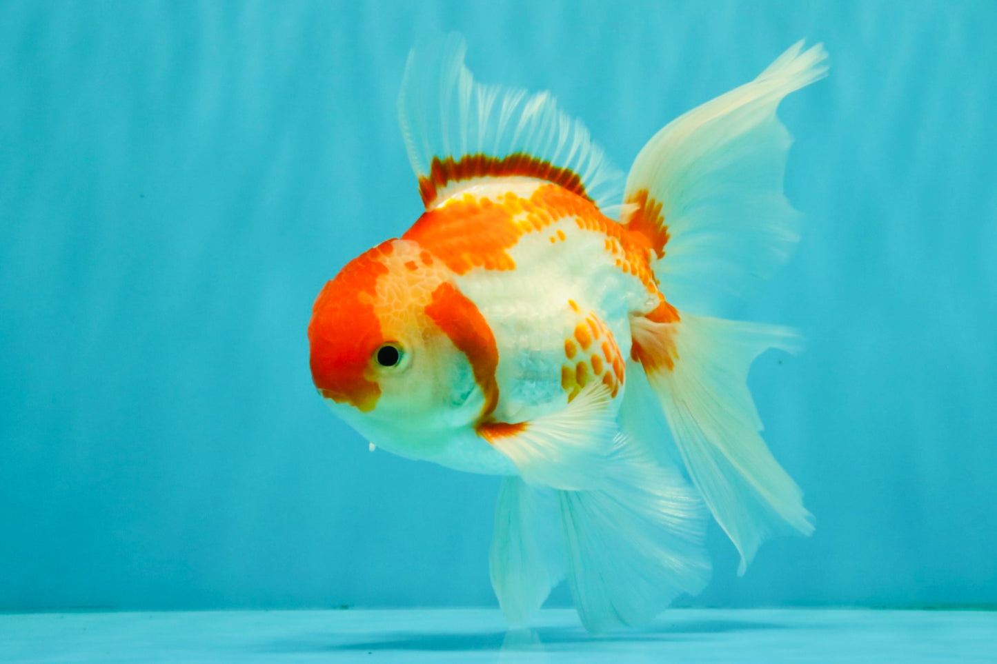 A Grade Kohaku Red White Oranda Male 6 inches #082826OR_15