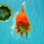 AAA Grade Super Jumbo Red White  Oranda Male 8-8.5 inches #062626OR_04