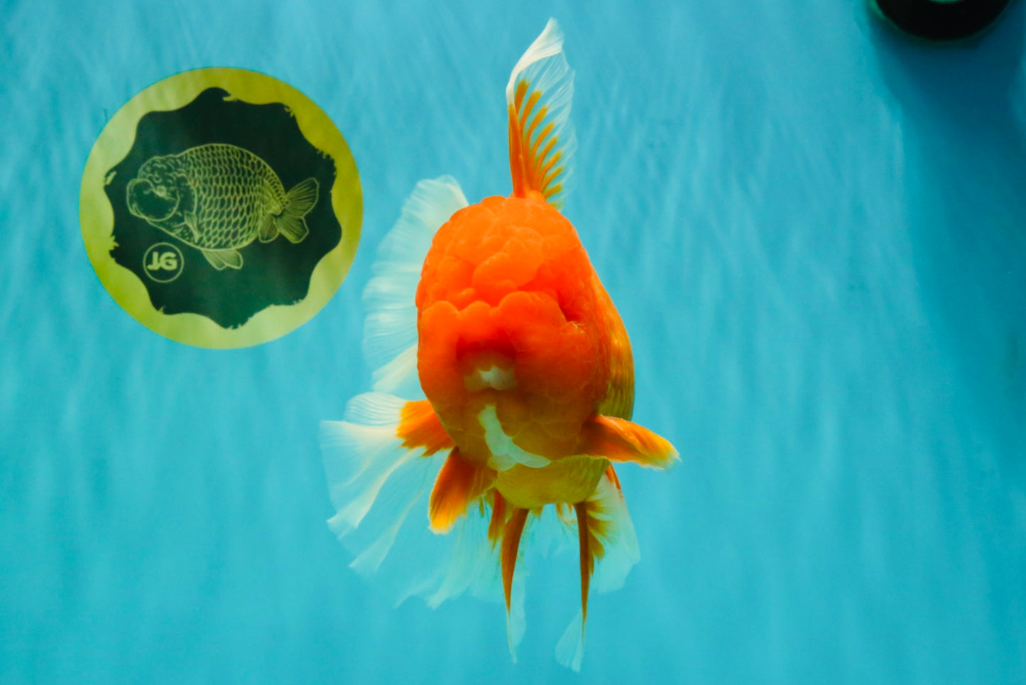 AAA Grade Super Jumbo Red White  Oranda Male 8-8.5 inches #062626OR_04