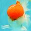AAA Grade Peach Red White Oranda Male 5 inches #062626OR_30