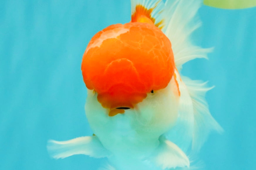 AAA Grade Peach Red White Oranda Male 5 inches #062626OR_30
