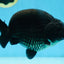 AAA Grade SPECIAL Kingkong Black Ranchu Male 5.5-6 inches #091225RC_03