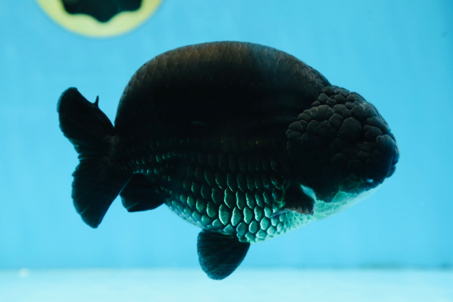 AAA Grade SPECIAL Kingkong Black Ranchu Male 5.5-6 inches #091225RC_03