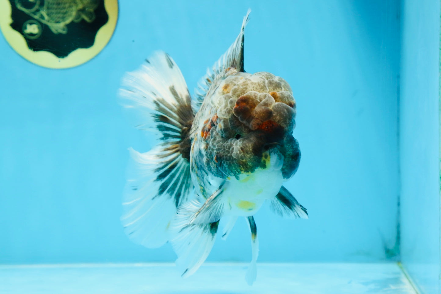 AAA Grade JUMBO Godzilla Kirin Oranda Male 5.5-6 inches #101725OR_24