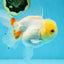White Beauty Oranda Male 5 inches #053025OR_30