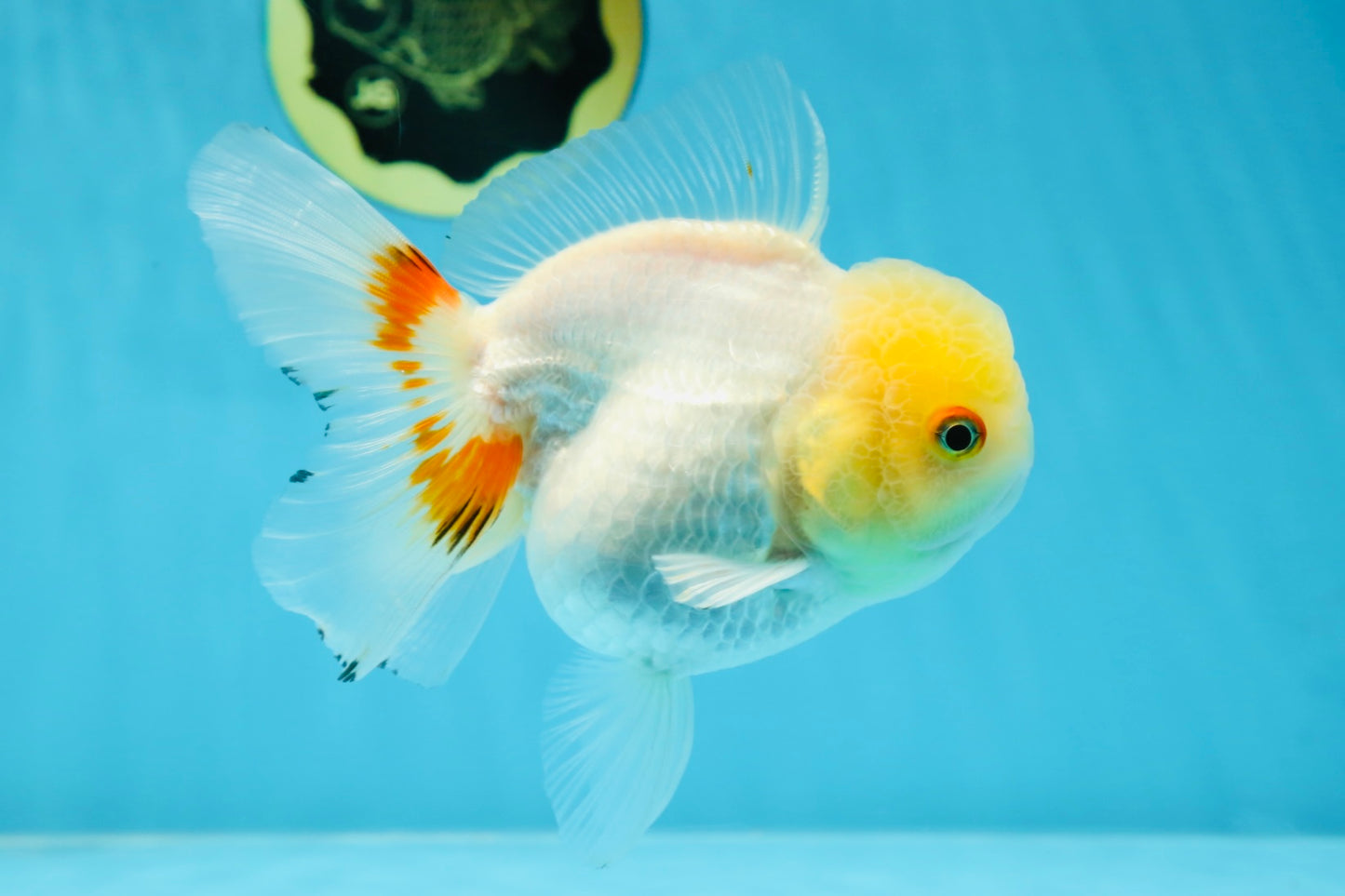 White Beauty Oranda Male 5 inches #053025OR_30
