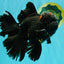 GODZILLA AAA Grade Black Lava Oranda Male 6.5-7 inches #092526OR_02