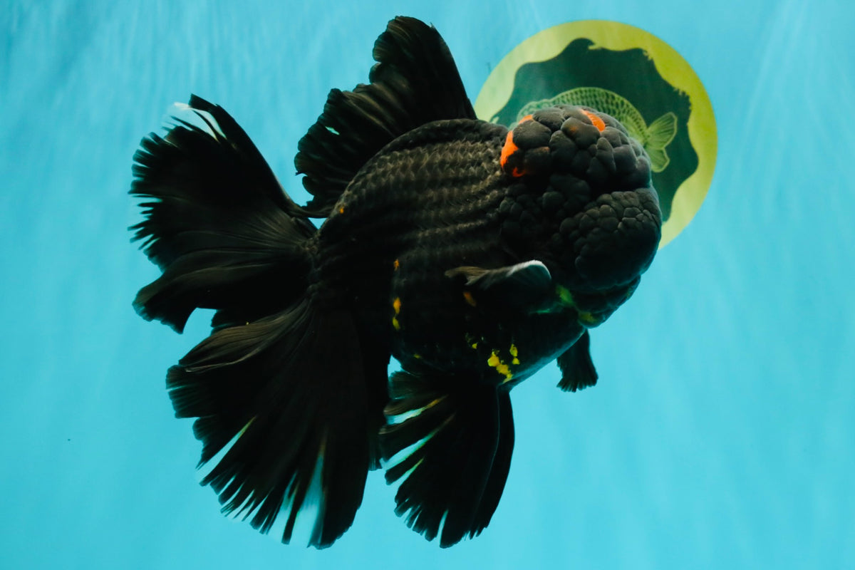 GODZILLA AAA Grade Black Lava Oranda Male 6.5-7 inches #092526OR_02