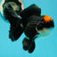 A Grade Superhero Lava Head Tricolor Oranda Male 5-5.5 inches #110824OR_16