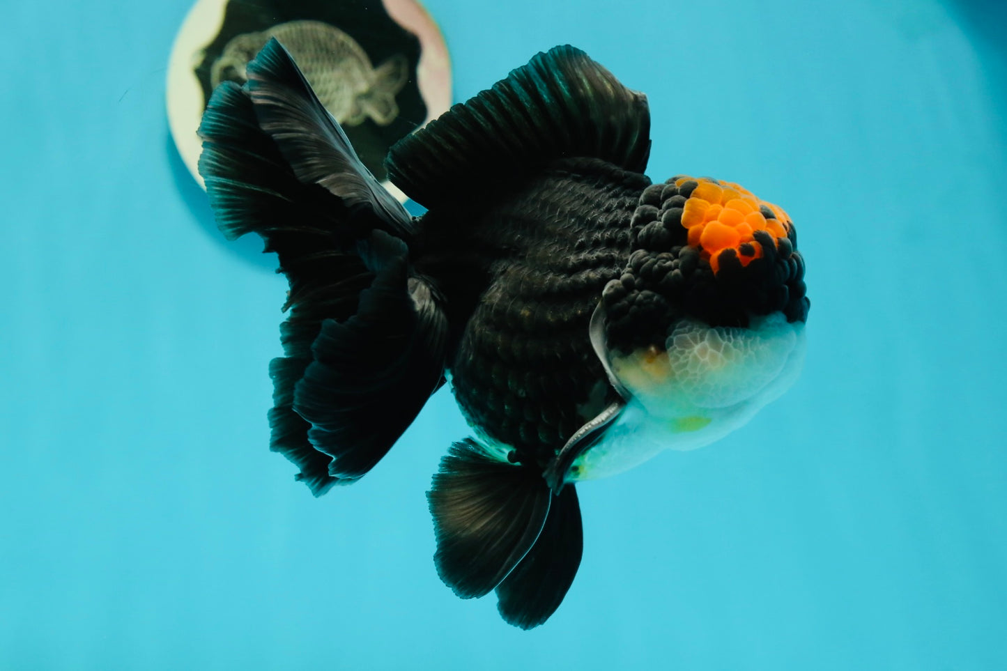 A Grade Superhero Lava Head Tricolor Oranda Male 5-5.5 inches #110824OR_16