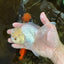 A Grade BEAUTIFUL White Oranda Male 5 inches #072525OR_14