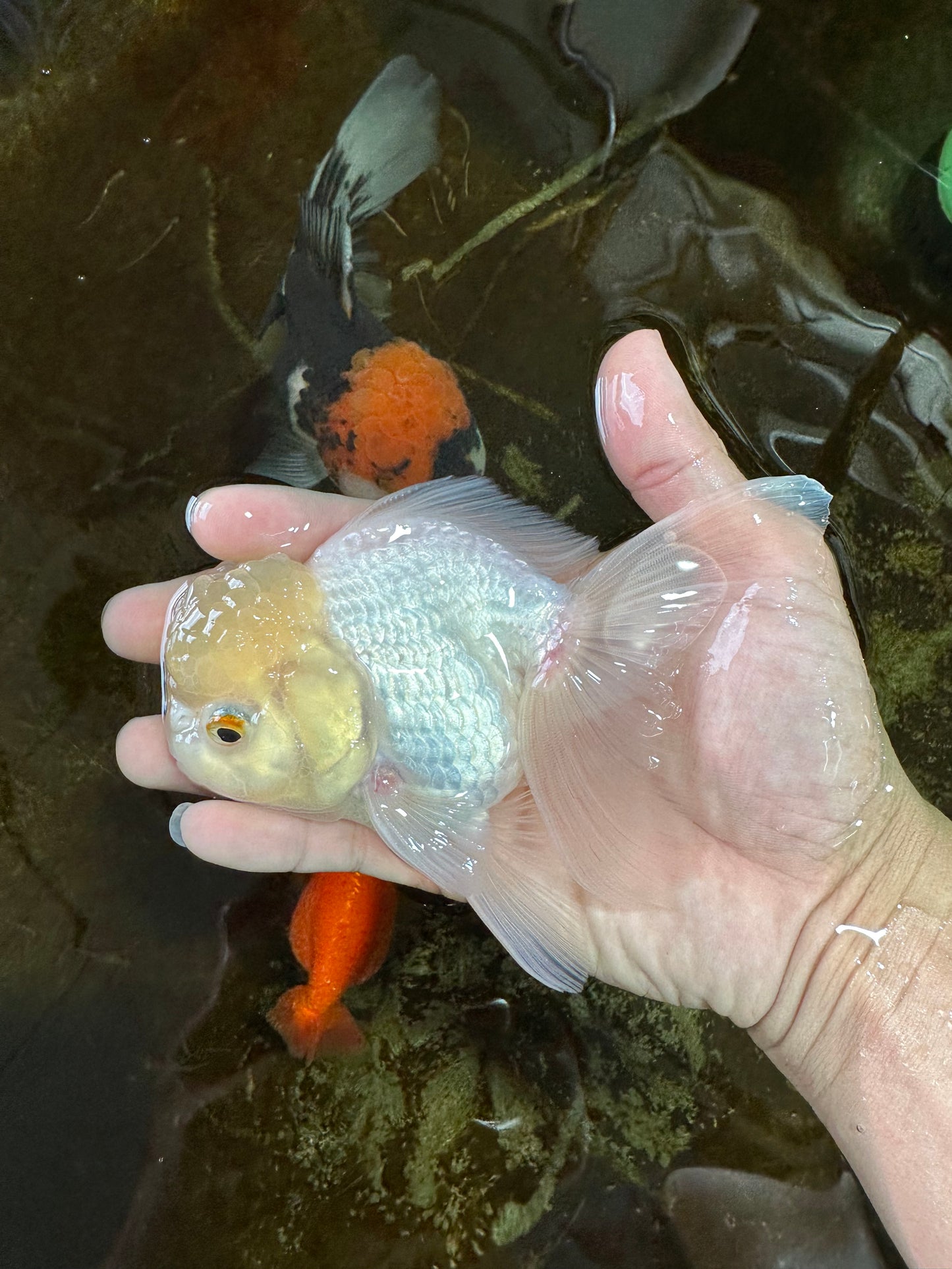 A Grade BEAUTIFUL White Oranda Male 5 inches #072525OR_14