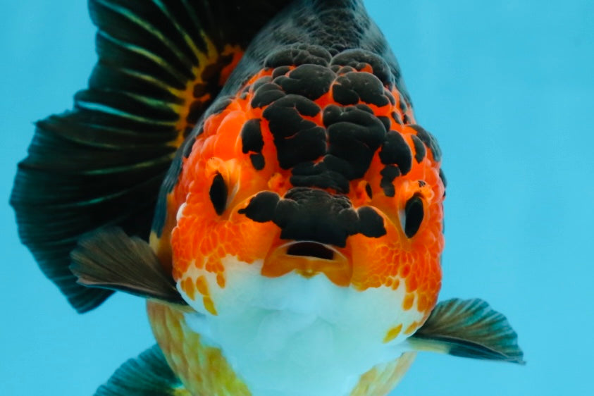 A Grade SPECIAL Apache Yuanbao Female 5.5 inches #100325YB_04