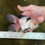 A Grade Tricolor Lipstick Kiss Button Eyes  Oranda Male 5.5 inches #020725OR_26