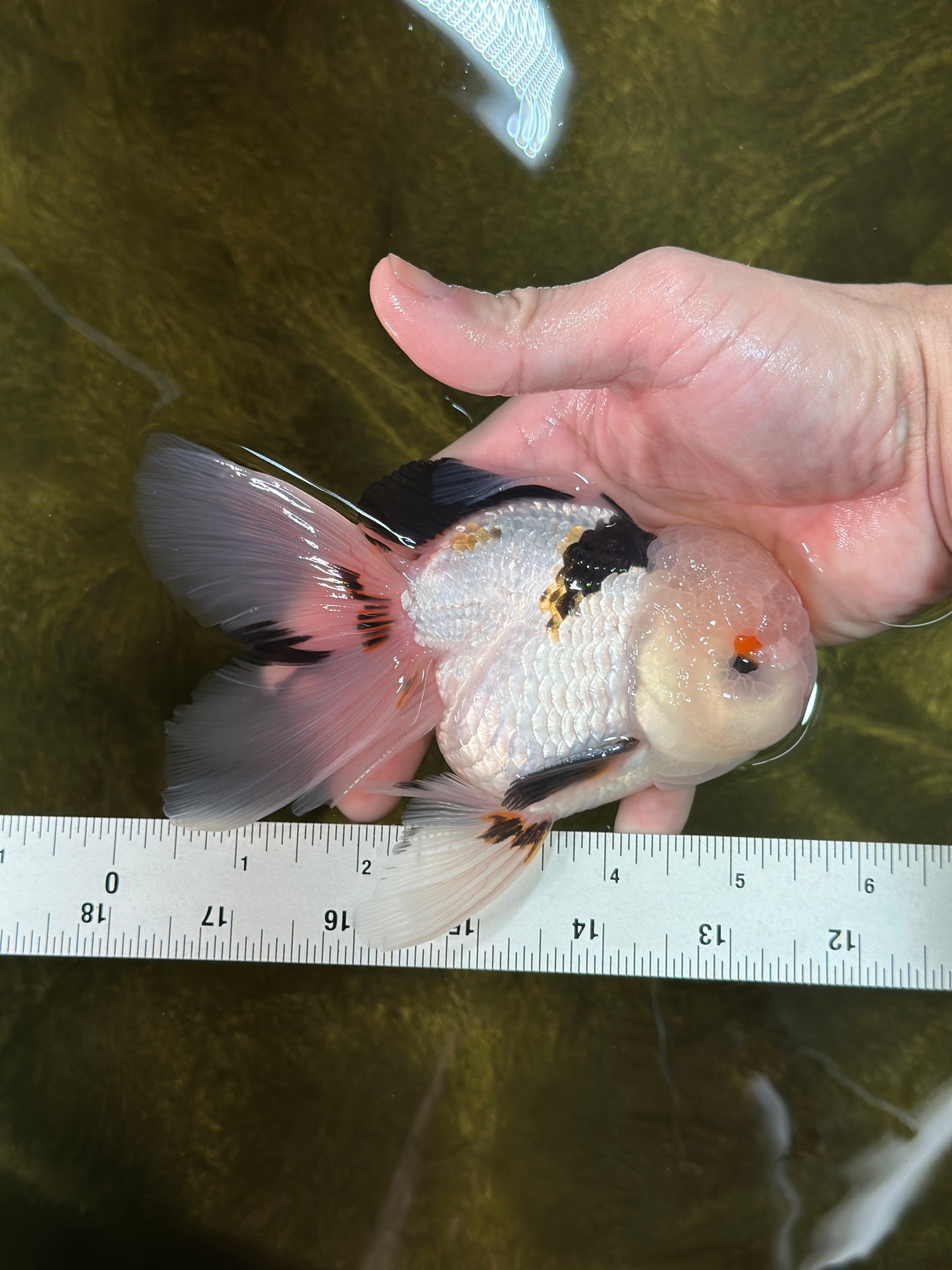 A Grade Tricolor Lipstick Kiss Button Eyes  Oranda Male 5.5 inches #020725OR_26