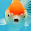A Grade ADORABLE Red White Oranda Female 5.5 inches #072525OR_18