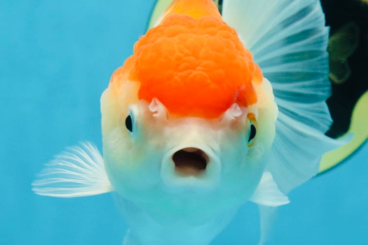 A Grade ADORABLE Red White Oranda Female 5.5 inches #072525OR_18