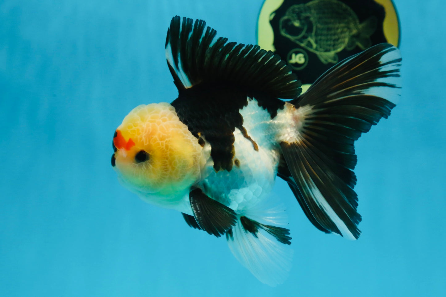 AAA Grade PUPPY Tricolor Oranda Male 5.5 inches #080125OR_24