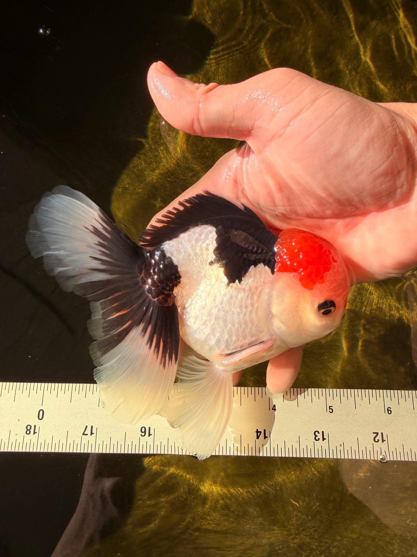 CLOWN A Grade Tricolor Oranda Male 5-5.5 inches #032026OR_14