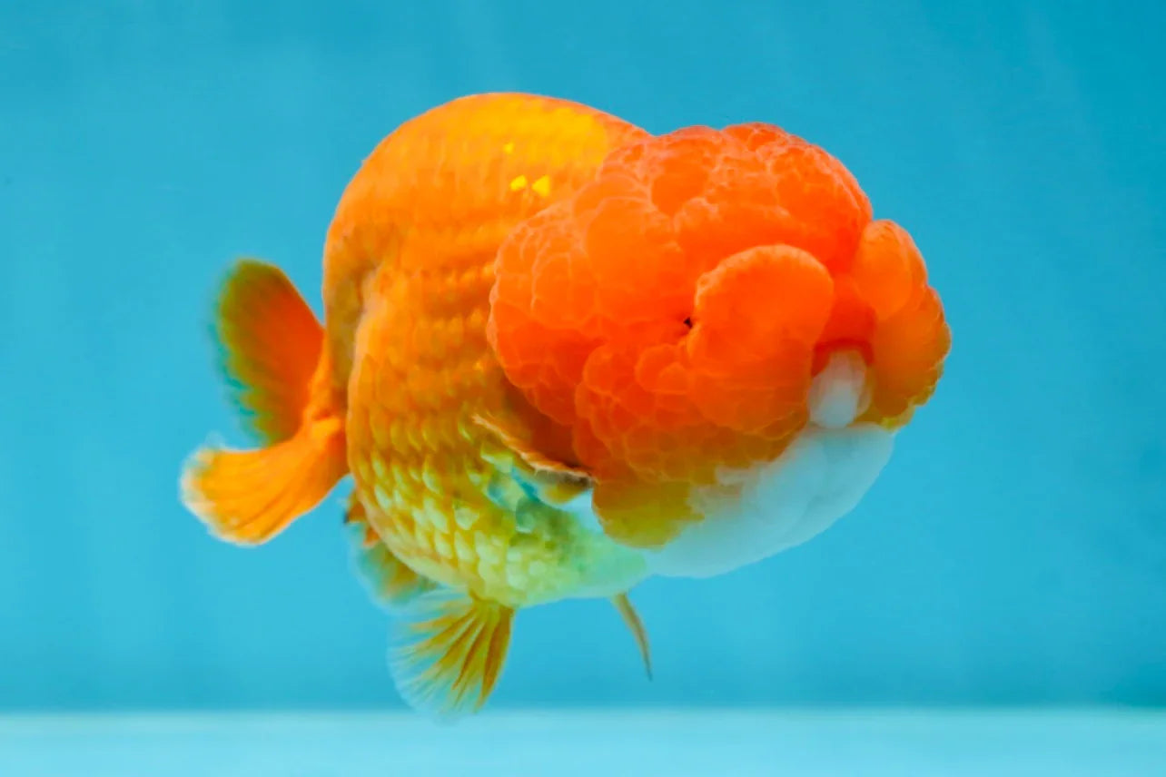 A Big Wen Grade Red LionQueen 4.5 inches #051625LC_39