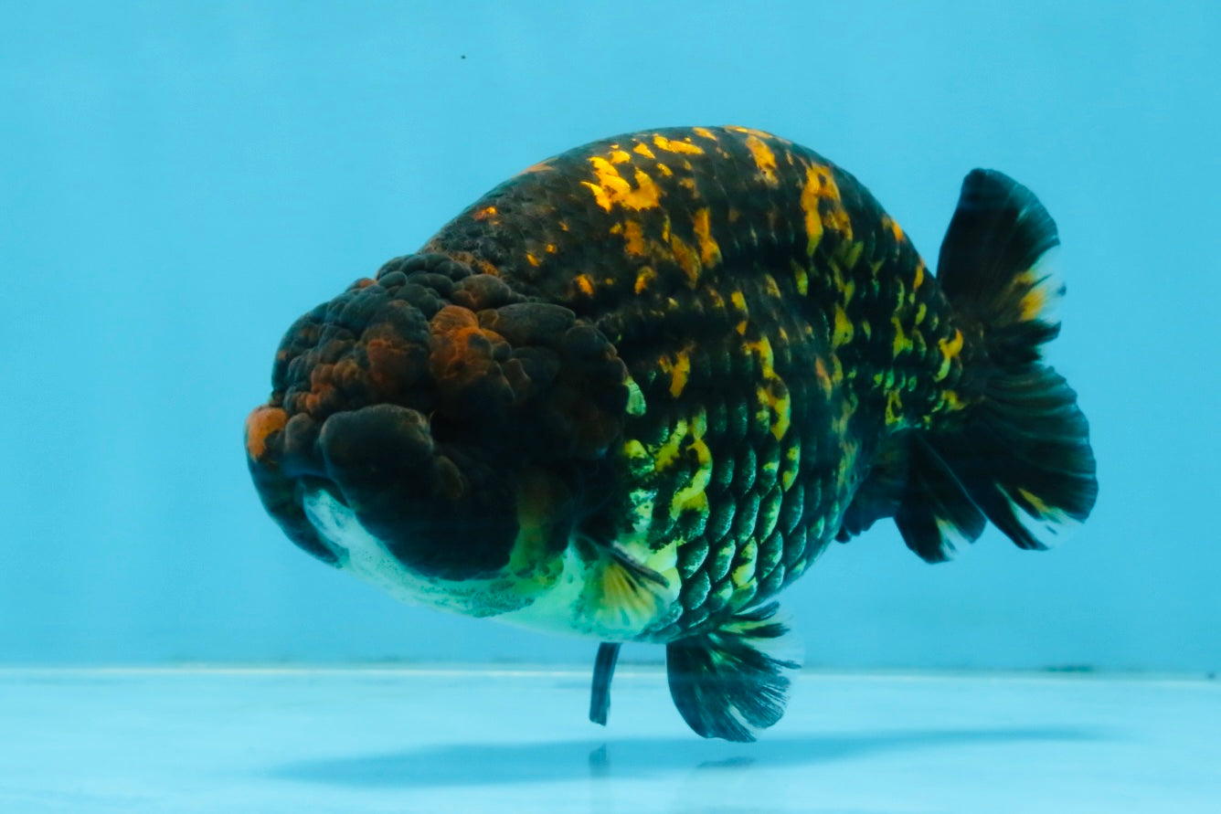 A Grade Tiger LionKing 4.5-5 inches #110725LC_17