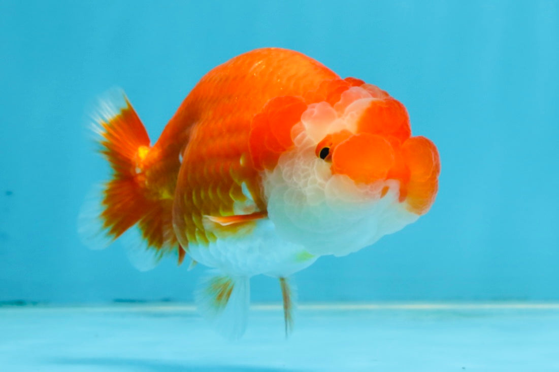 A Grade Red White LionQueen 4-4.5 inches #102425LC_17