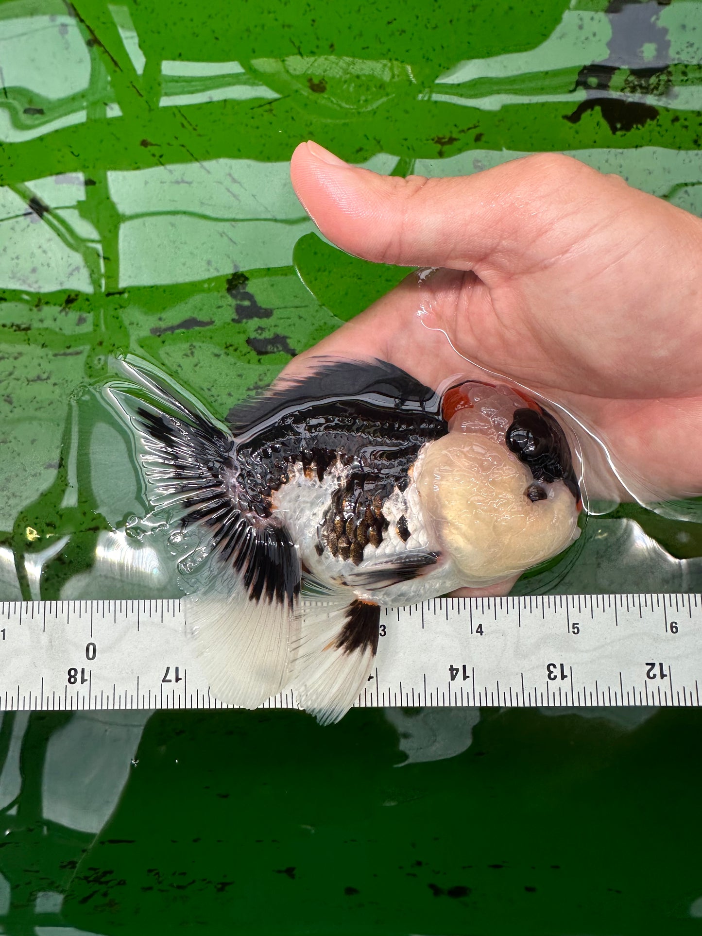 AAA Grade Tricolor Oranda Male 5 inches #0830OR_26