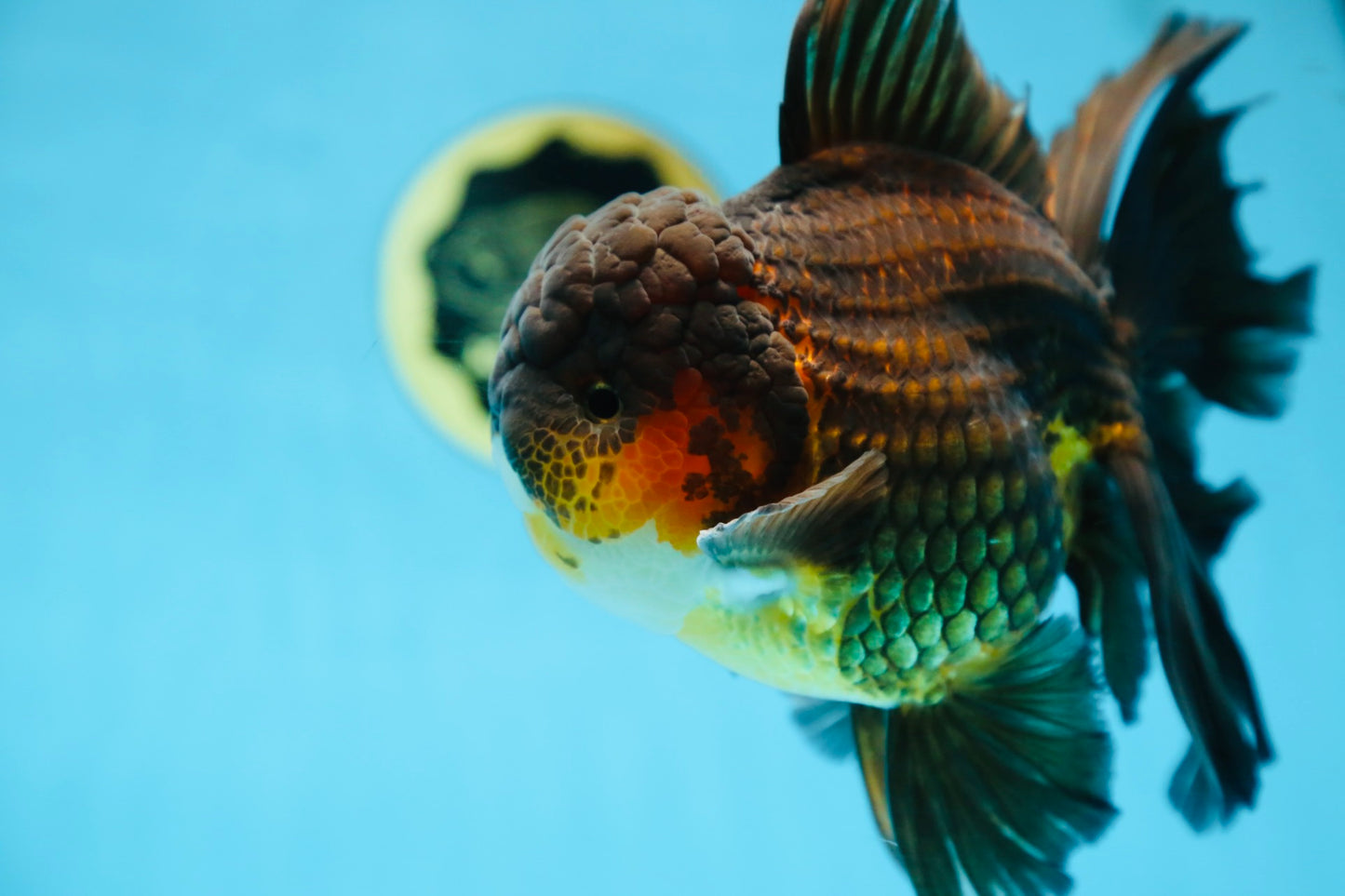 AAA Grade GIANT Godzilla Apache Oranda Male 6.5 inches #090525OR_09