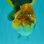 Apache Chinese Ranchu Female 5-5.5 inches #050826RC_11