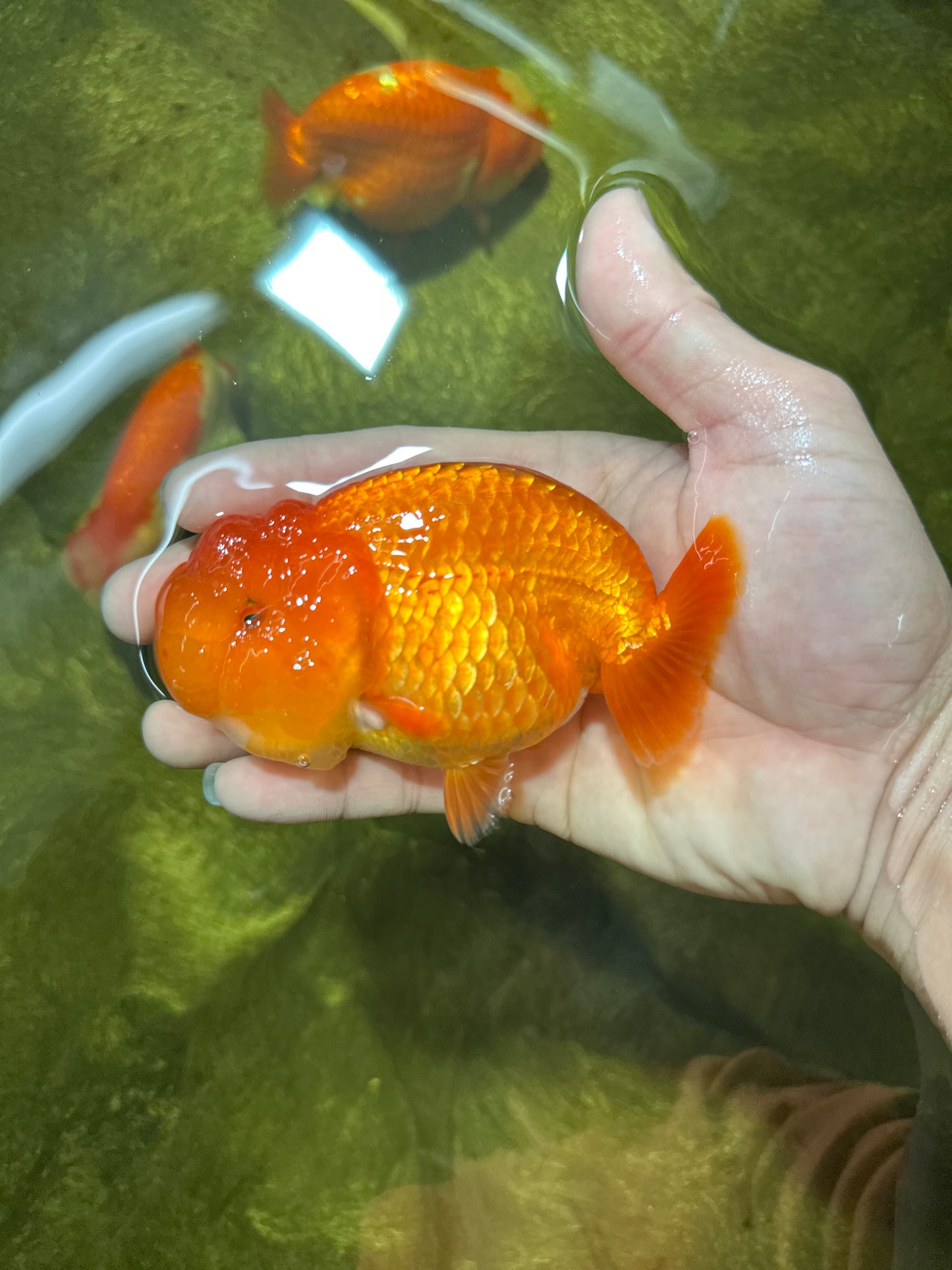 SUPER TOMATO AAA Grade Chubby Red LionQueen 4-4.5 inches #041825LC_06