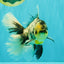 AAA Grade Long Tail White Marble Oranda Male 6.5-7 inches #062626OR_29