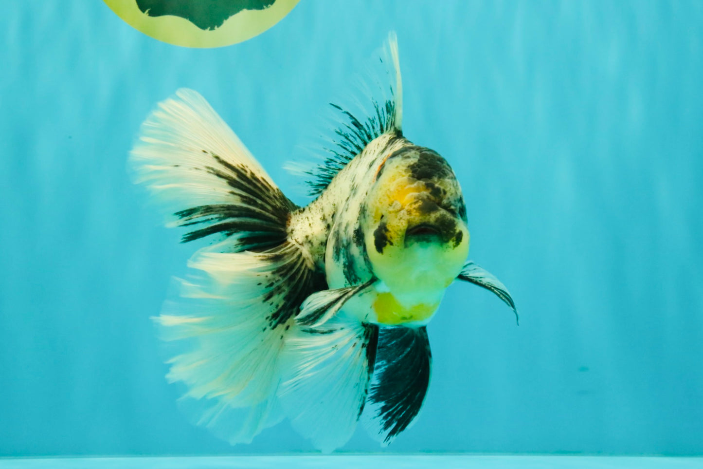 AAA Grade Long Tail White Marble Oranda Male 6.5-7 inches #062626OR_29
