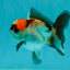 Tricolor Oranda Male 3.5 inches #102524OR_23