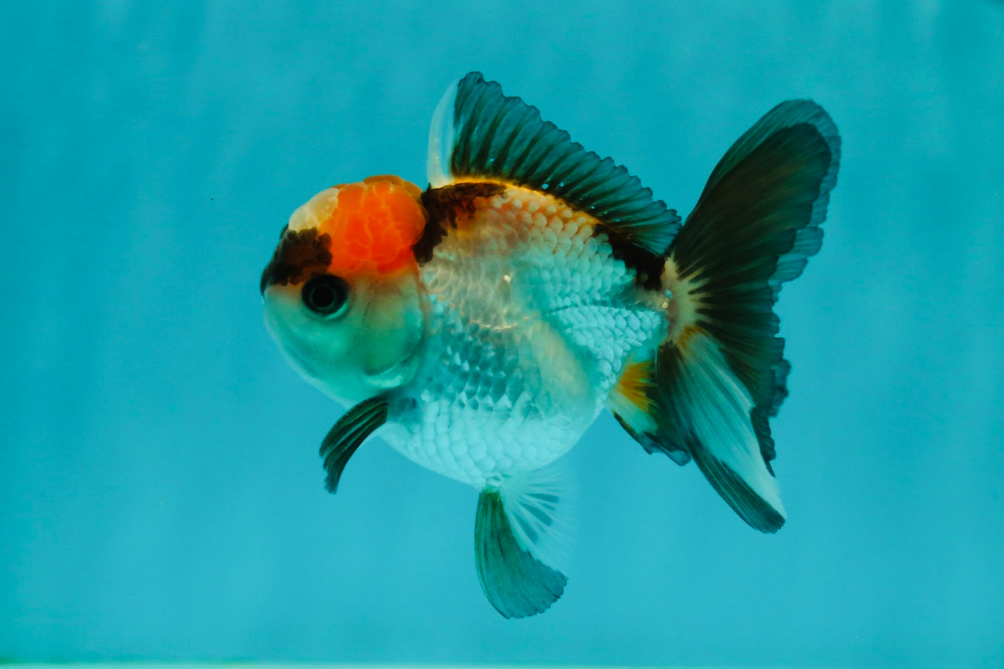 Tricolor Oranda Male 3.5 inches #102524OR_23