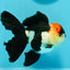 A Grade Batman Tricolor Oranda Female 5  inches #0510OR_13