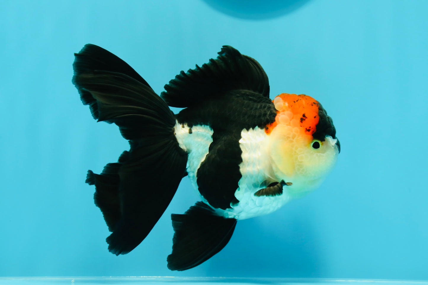 A Grade Batman Tricolor Oranda Female 5  inches #0510OR_13