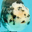 Ink Chinese Ranchu Male 5.5-6 inches #050826RC_13