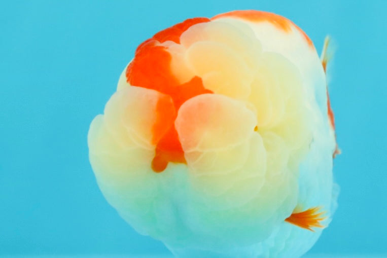 AAA Grade Kohaku LionQueen 4.5 inches #030626LC_01