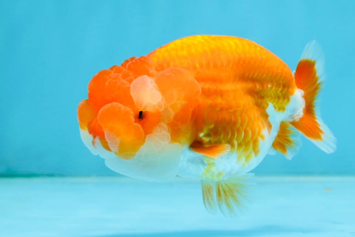 A Grade Young Red White LionQueen 4 inches #101025LC_10