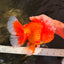 TOMATO AAA Grade Broadtail Red White Oranda Male 7.5-8 inches #071026OR_03