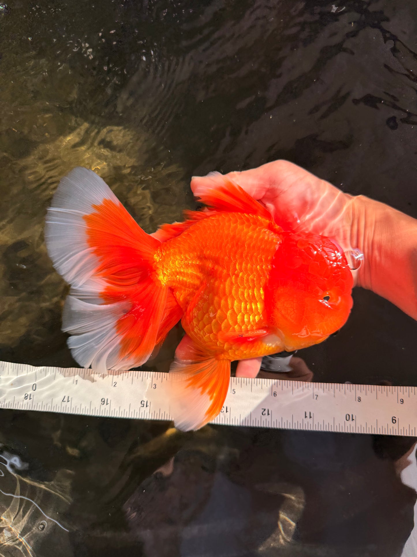 TOMATO AAA Grade Broadtail Red White Oranda Male 7.5-8 inches #071026OR_03
