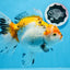 Oranda tricolor hembra de tamaño grande, grado A, 7,5 pulgadas, n.º 0706OR_09