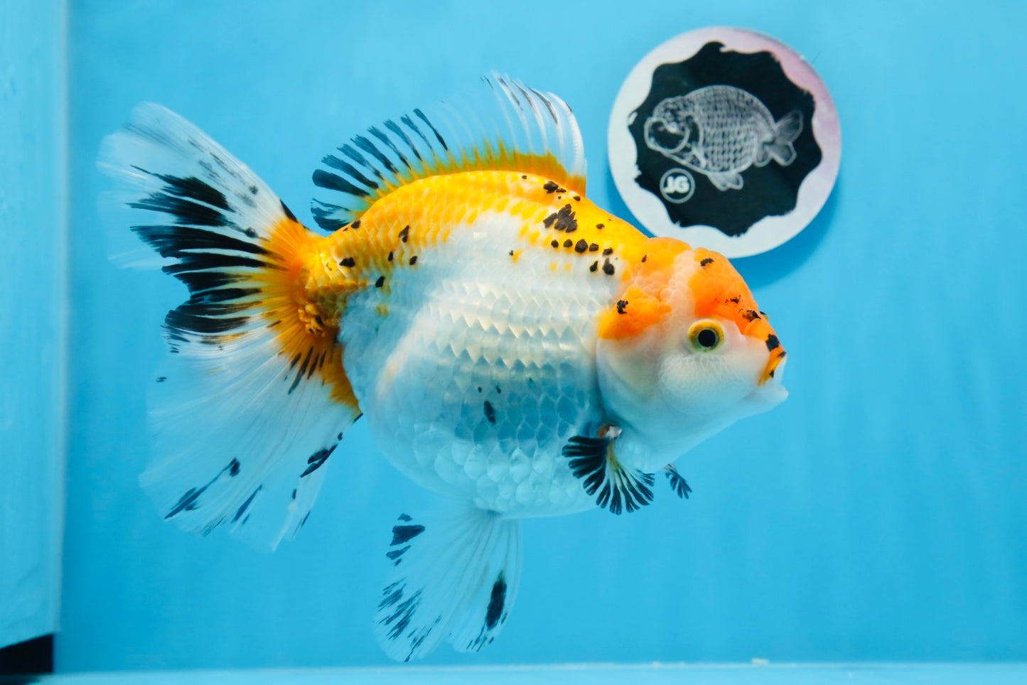 Oranda tricolor hembra de tamaño grande, grado A, 7,5 pulgadas, n.º 0706OR_09